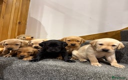 Labrador Retriever dogs for sale: Early Autumn Labrador Puppies - Image 1