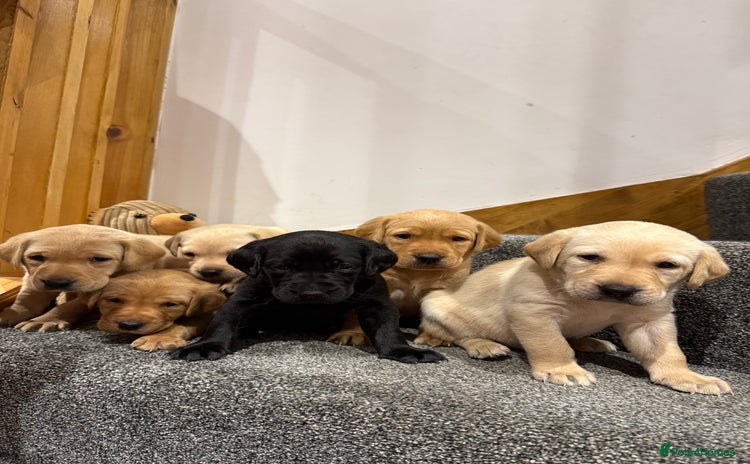 Labrador Retriever dogs - Advert 1