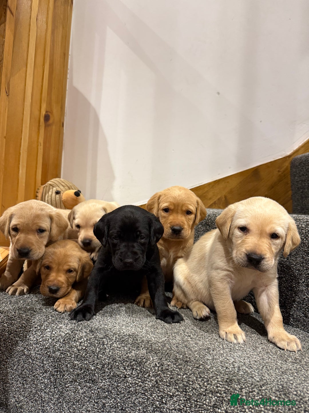 Labrador Retriever dogs for sale: Early Autumn Labrador Puppies - Image 1