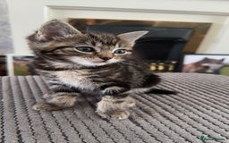 Mixed Breed cats for sale: Beautiful ragdoll x babies  in Ellesmere Port - Image 2