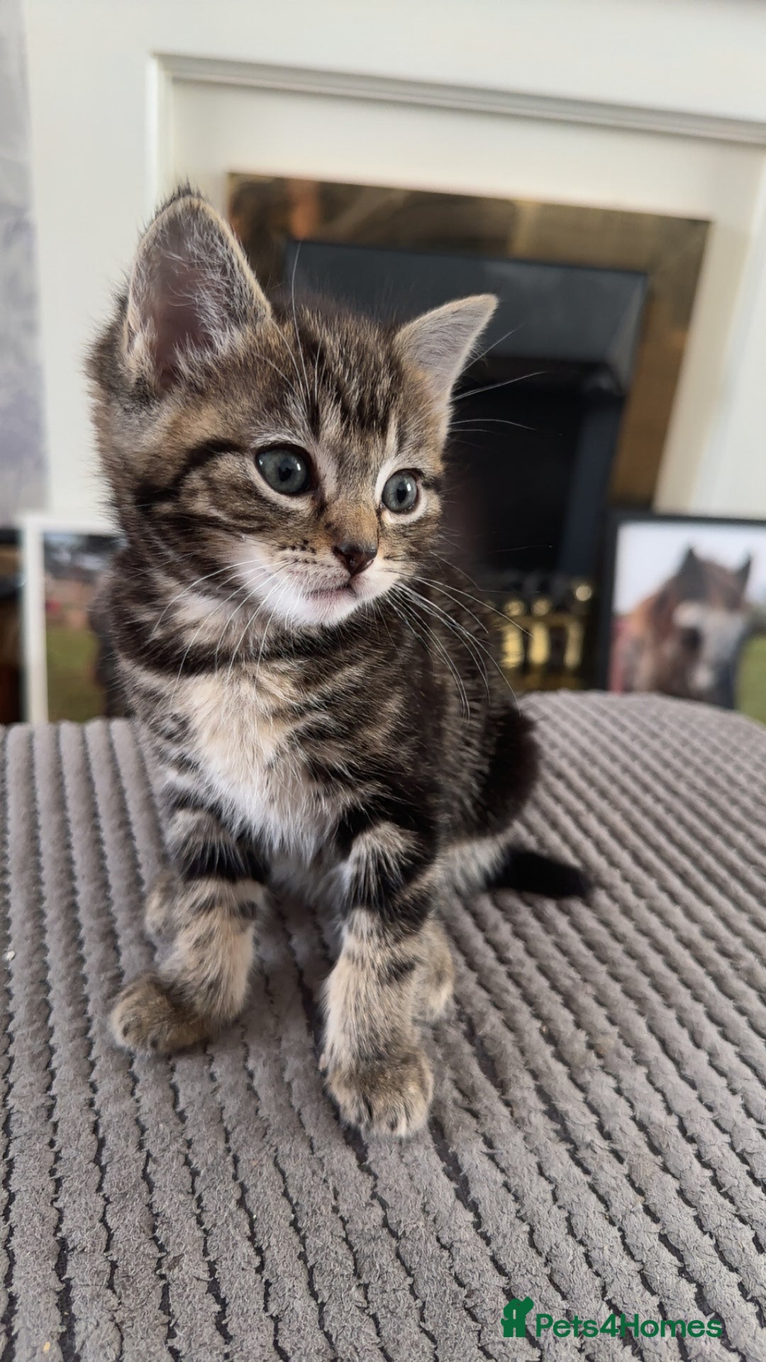 Mixed Breed cats for sale: Beautiful ragdoll x babies  in Ellesmere Port - Image 2