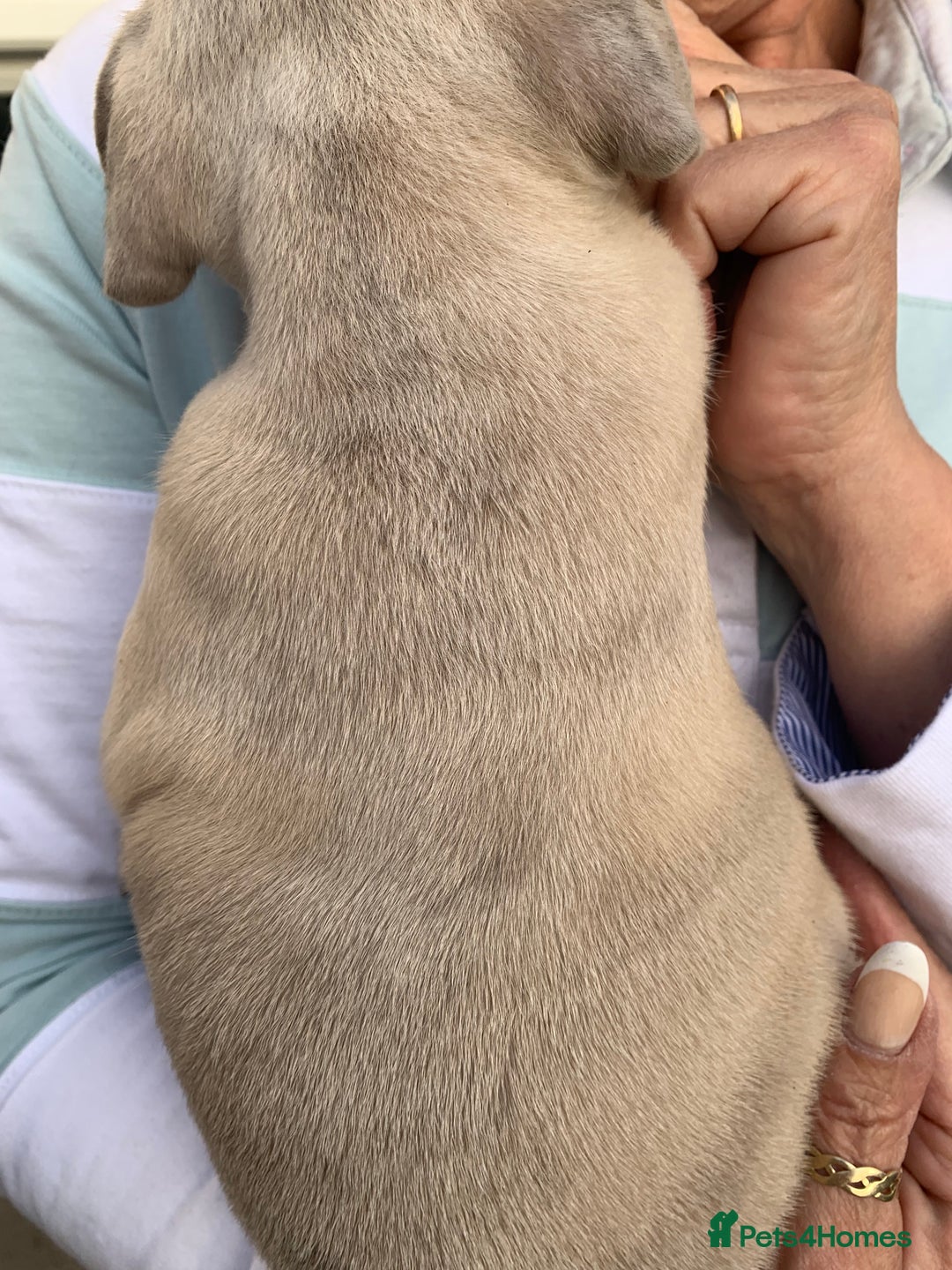 French Bulldog dogs for sale: French bulldog puppies with lilac and merle  - Image 4