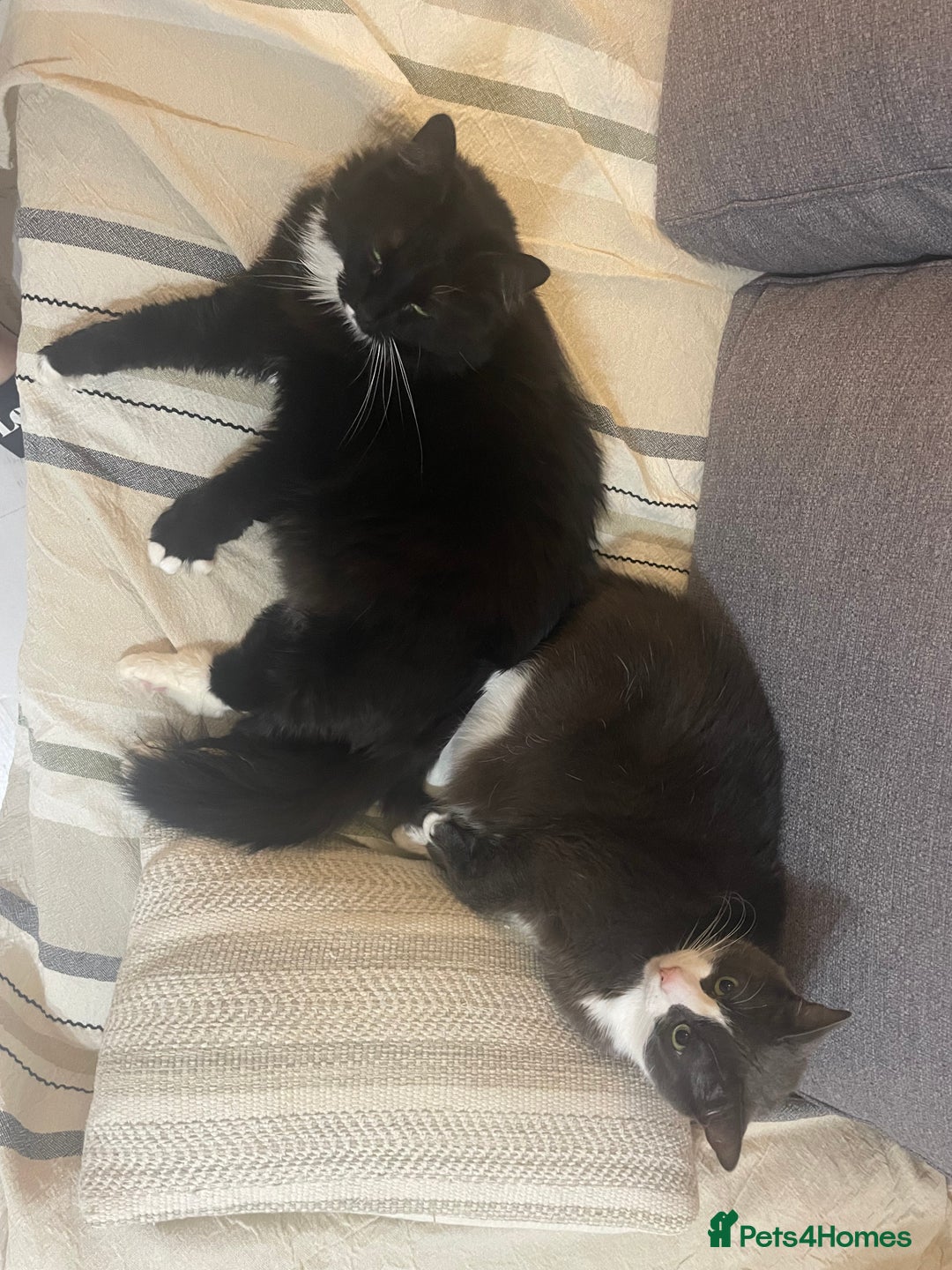 Mixed Breed cats for sale: Fidget (8) & Lily (5) Seeking Loving Home  - Advert 4