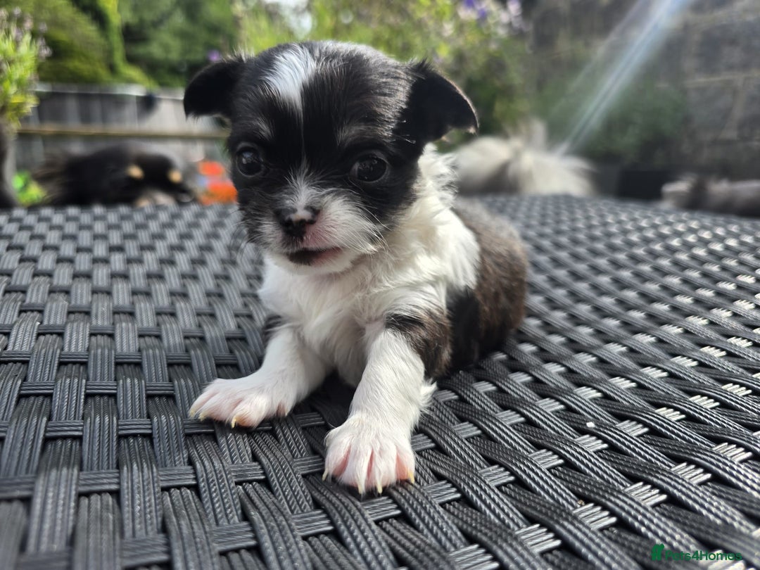 Chihuahua dogs for sale: Beautiful fluffy long haired chihuahuas - Image 31