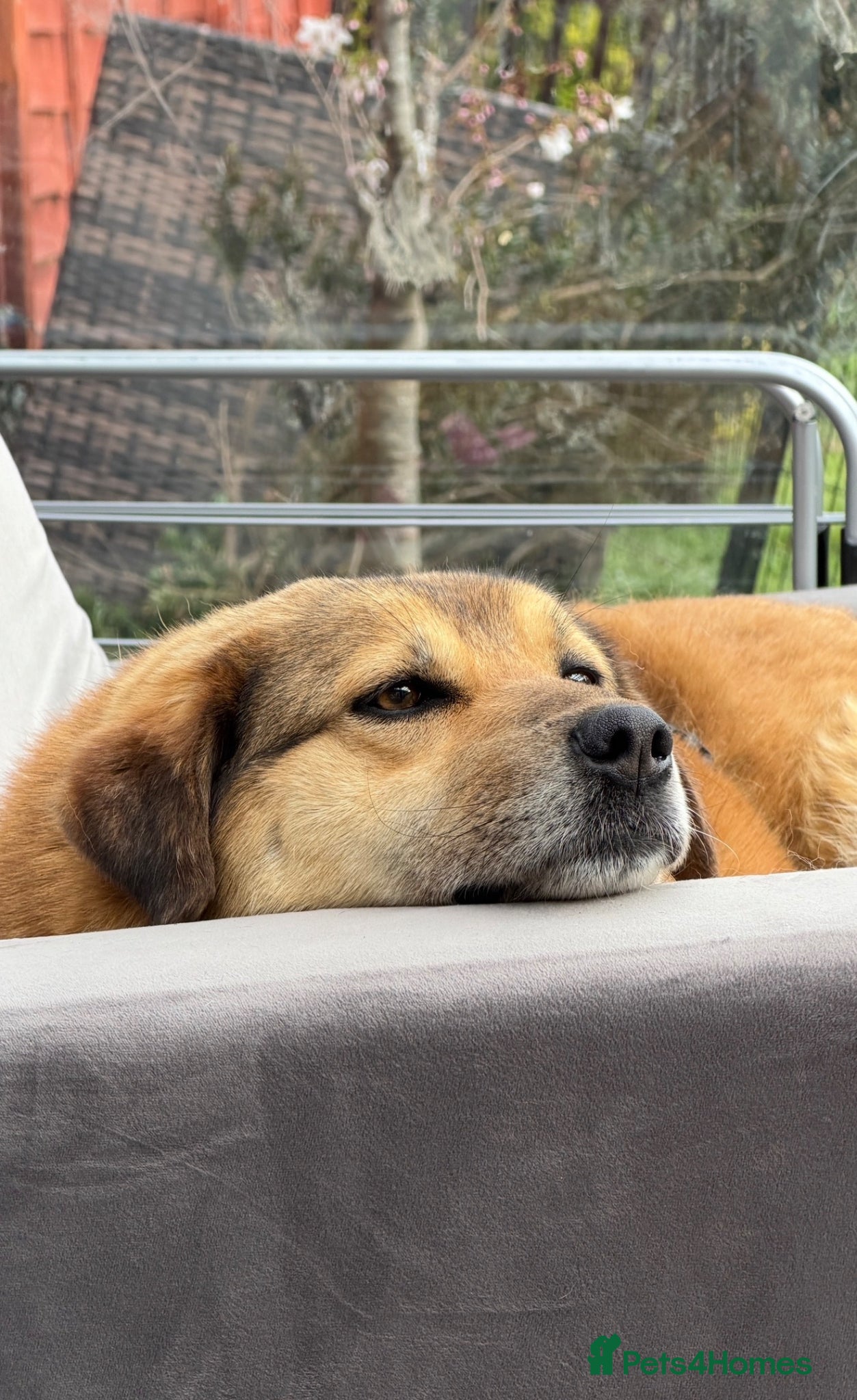 Mixed Breed dogs 🧡 Sweet Muffin Needs A Peaceful Loving Home! - Advert 1