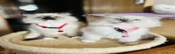 Ragdoll cats for stud: GCCF-TICA Championshipline our amazing stud - Advert 15