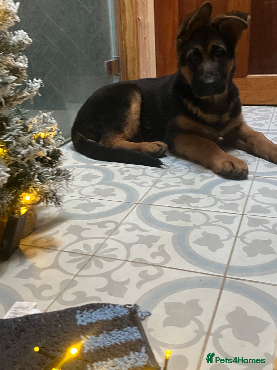 German Shepherd dogs for sale: Outstanding Vomkonstanz German Shepherd Litter  - Advert 8