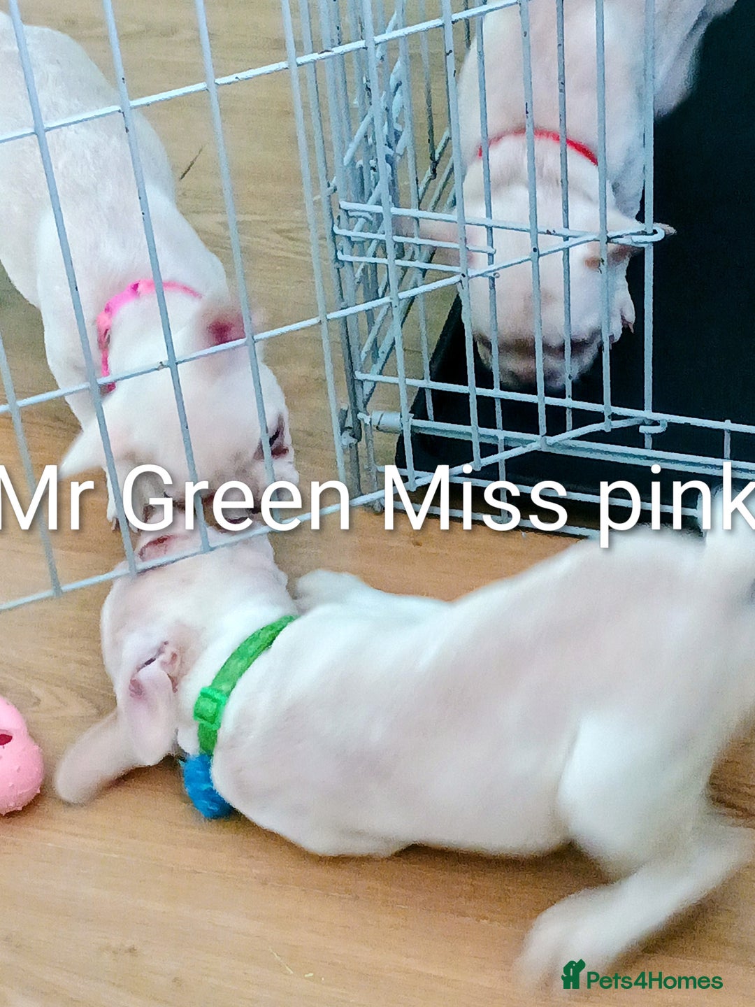 French Bulldog dogs for sale: Quality chunky French bulldog fluffy carriers  - Image 18