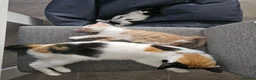 Mixed Breed cats for sale: Two male kittens for sale - Advert 2