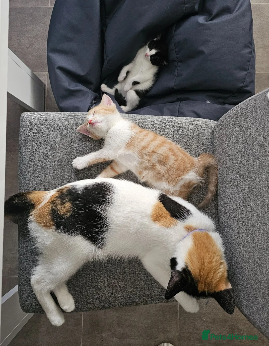 Mixed Breed cats for sale: Two male kittens for sale - Advert 2