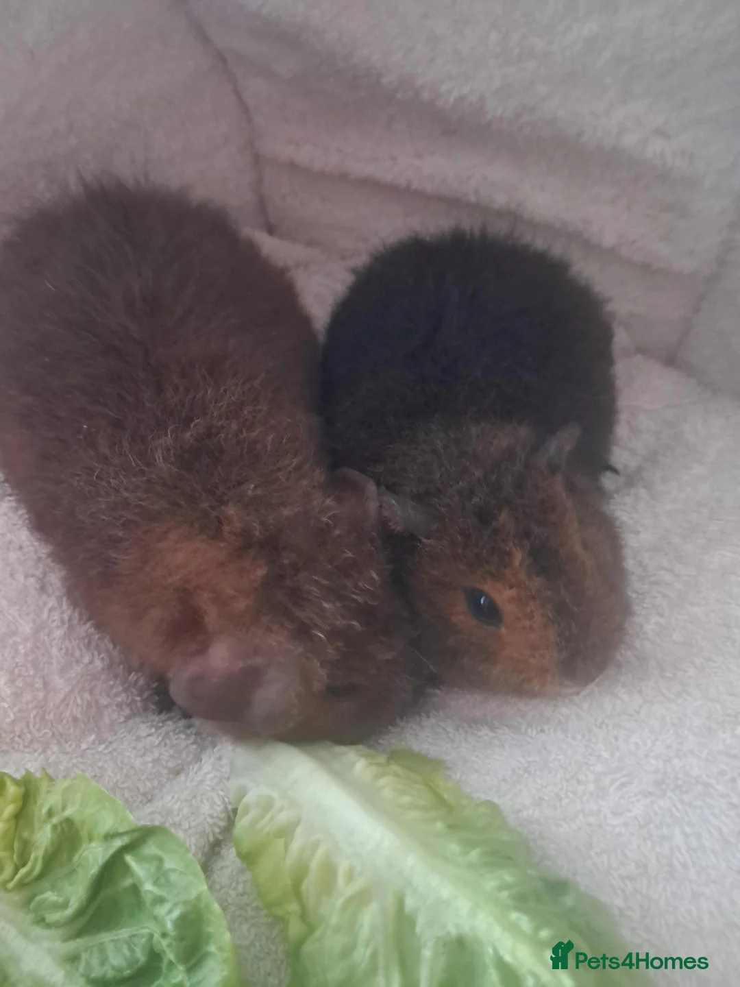 Guinea Pig rodents for sale: BEAUTIFUL BABY TEDDIES - Advert 2