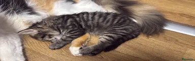 Stripe 