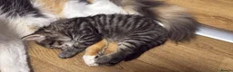 Mixed Breed cats for sale: Two sets of litter  in Cambridge - Advert 2