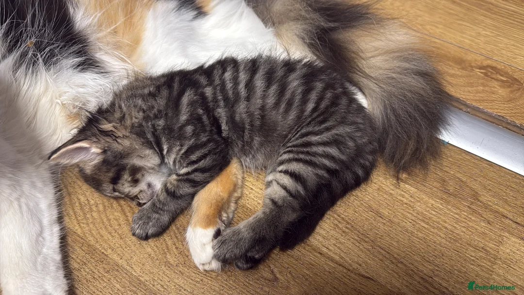 Mixed Breed cats for sale: Two sets of litter  in Cambridge - Advert 2