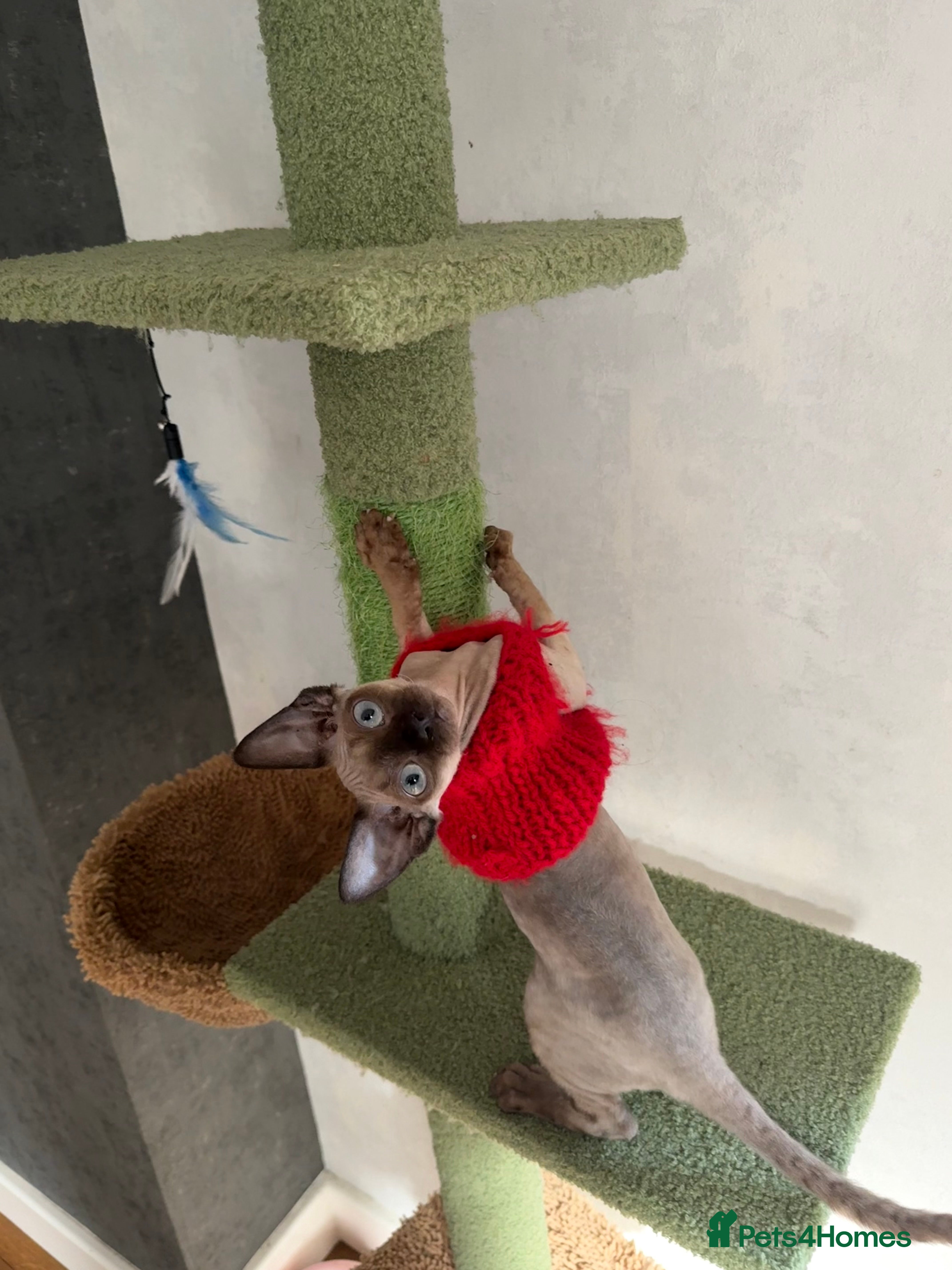 Devon Rex cats Active girl ready to go GCCF - Advert 1