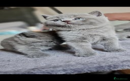 British Shorthair cats for sale: 🐾 British Shorthair Blue – 4 Female Kittens  - Image 3