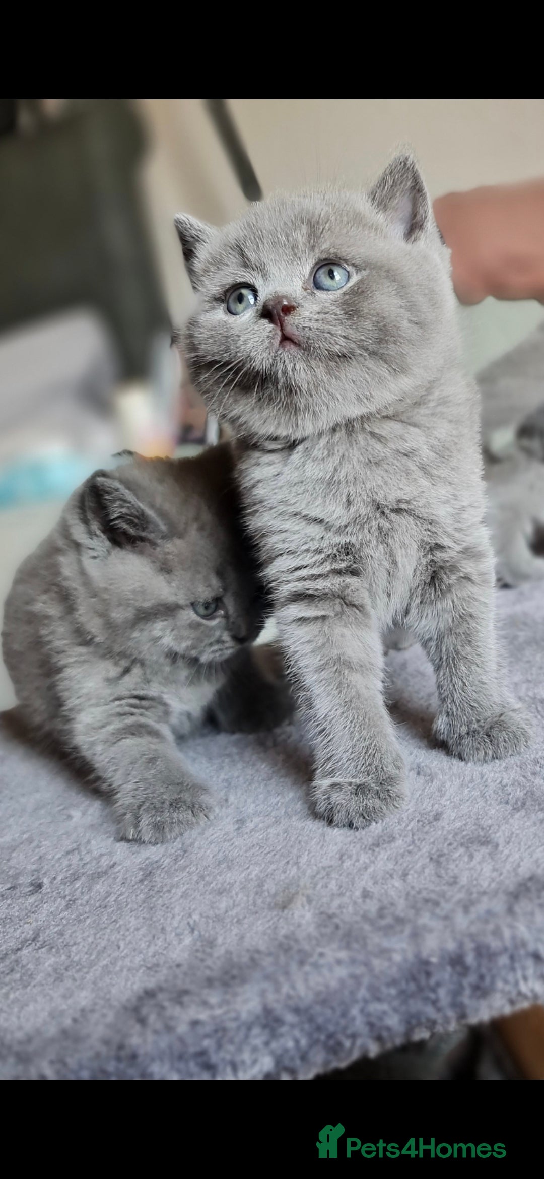 British Shorthair cats for sale: 🐾 British Shorthair Blue – 4 Female Kittens  - Image 3