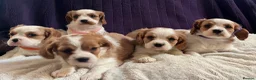 Cavalier King Charles Spaniel dogs for sale: Stunning cavalier King Charles puppies  - Advert 15