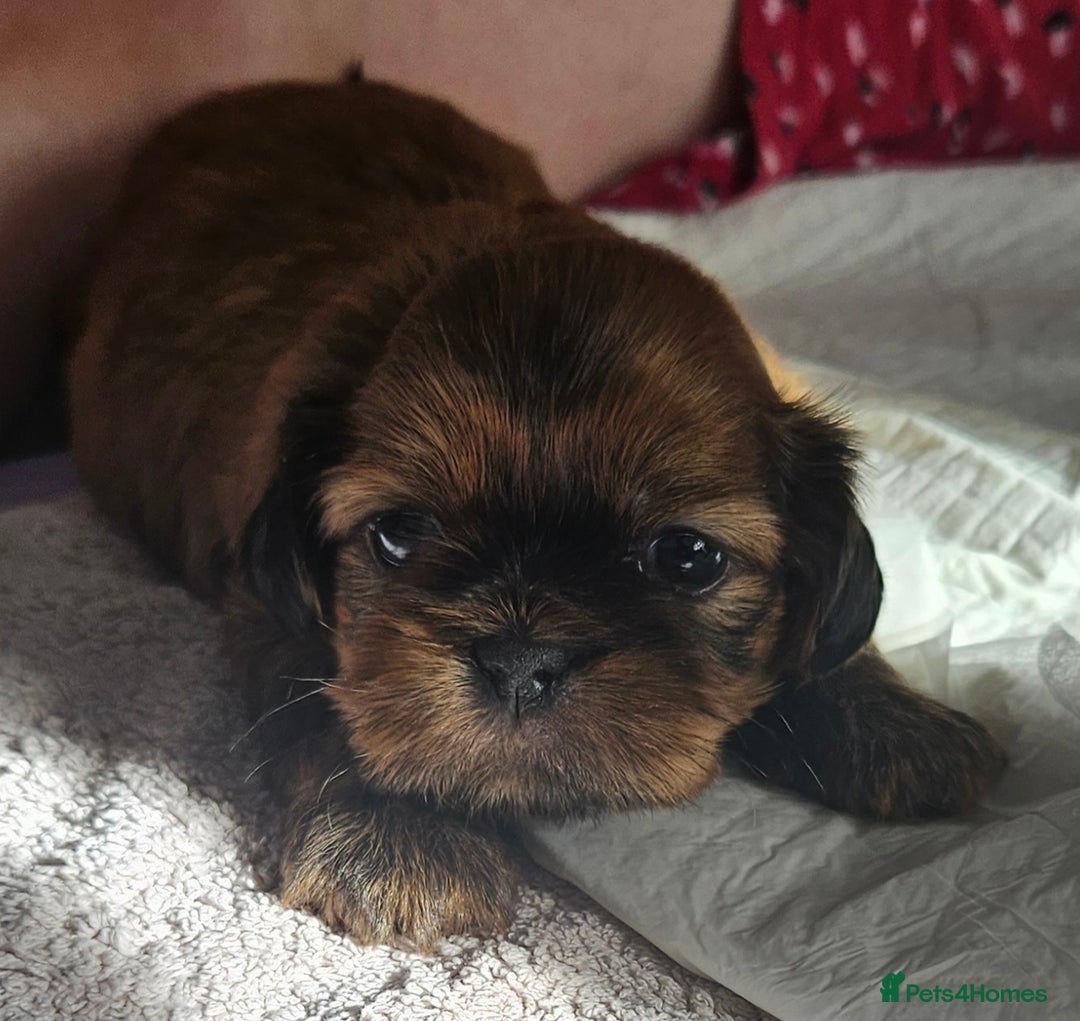 Shih Tzu dogs for sale: Imperial Shih tzu Puppies - Image 9