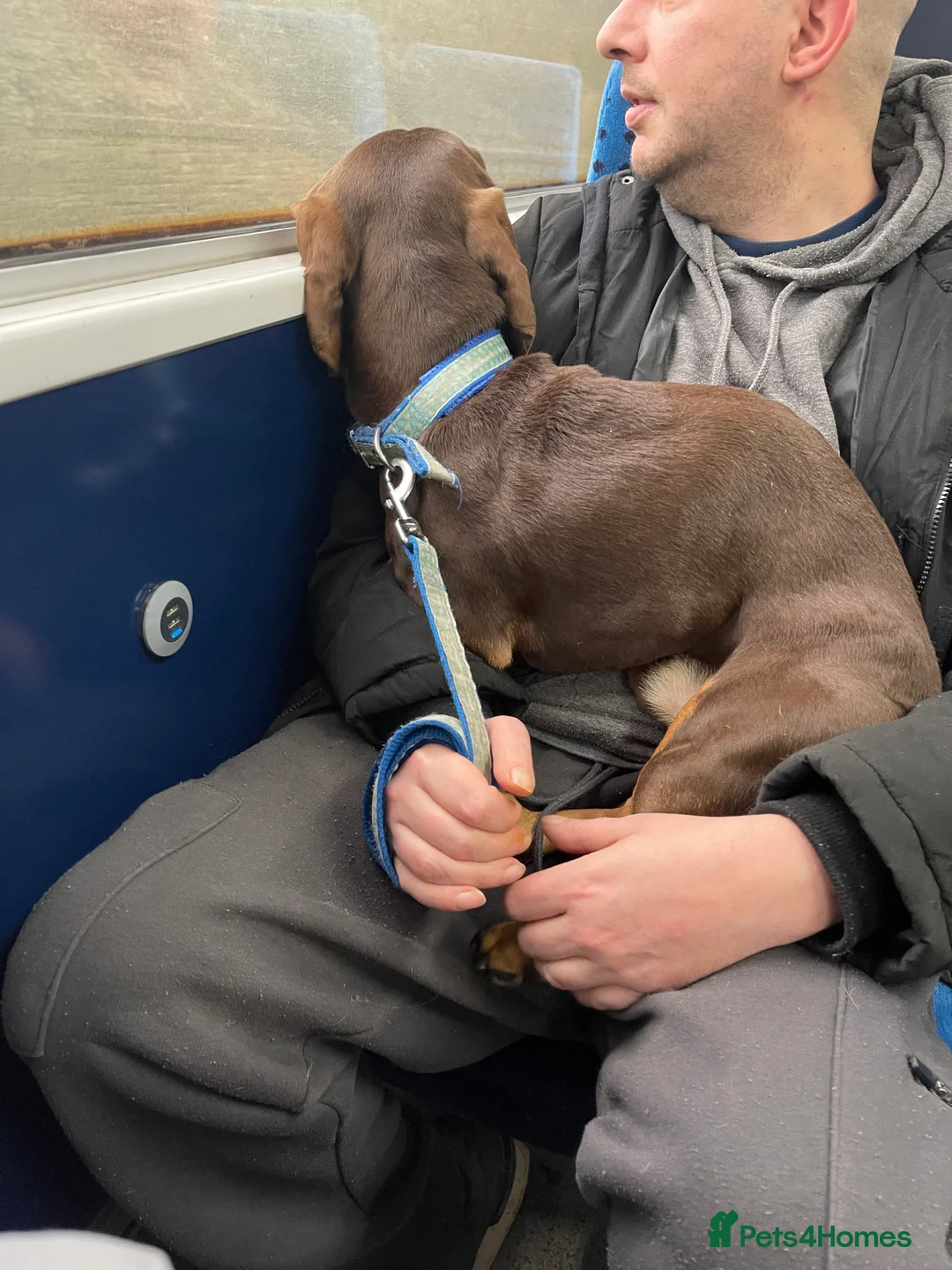 Dachshund dogs for sale: Male Dachshund chocolate and tan 2 years old  - Advert 2