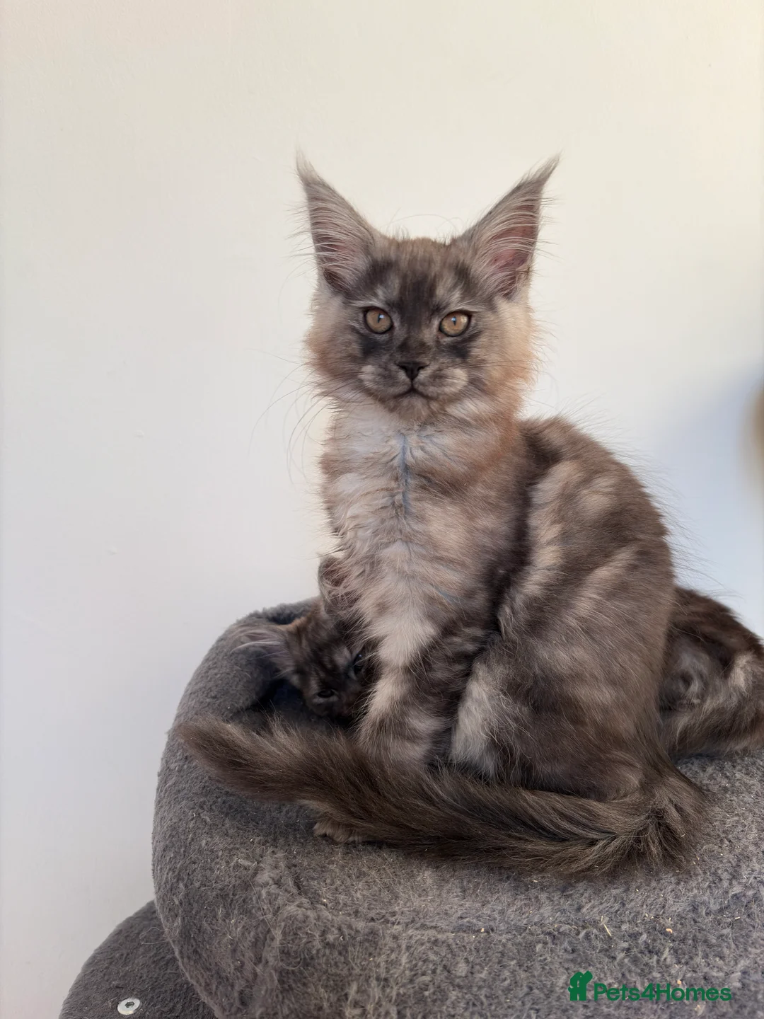 Maine Coon cats for sale: Maine coon kittens - Advert 12