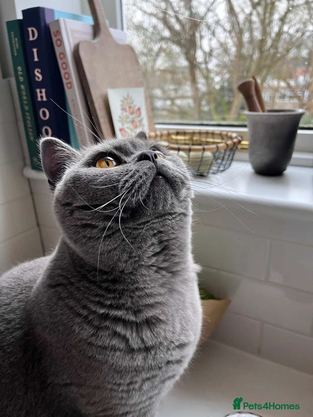 British Shorthair cats for sale: British shorthair boy, 1.6 years - Advert 2