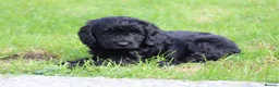 Cockapoo dogs for sale: Beautiful Cockapoo puppies for sale  - Advert 16