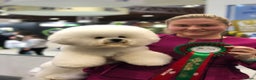 Bichon Frise dogs for stud: KC MULTI CHAMPION BICHON FRISE STUD DOG in Northampton - Advert 3