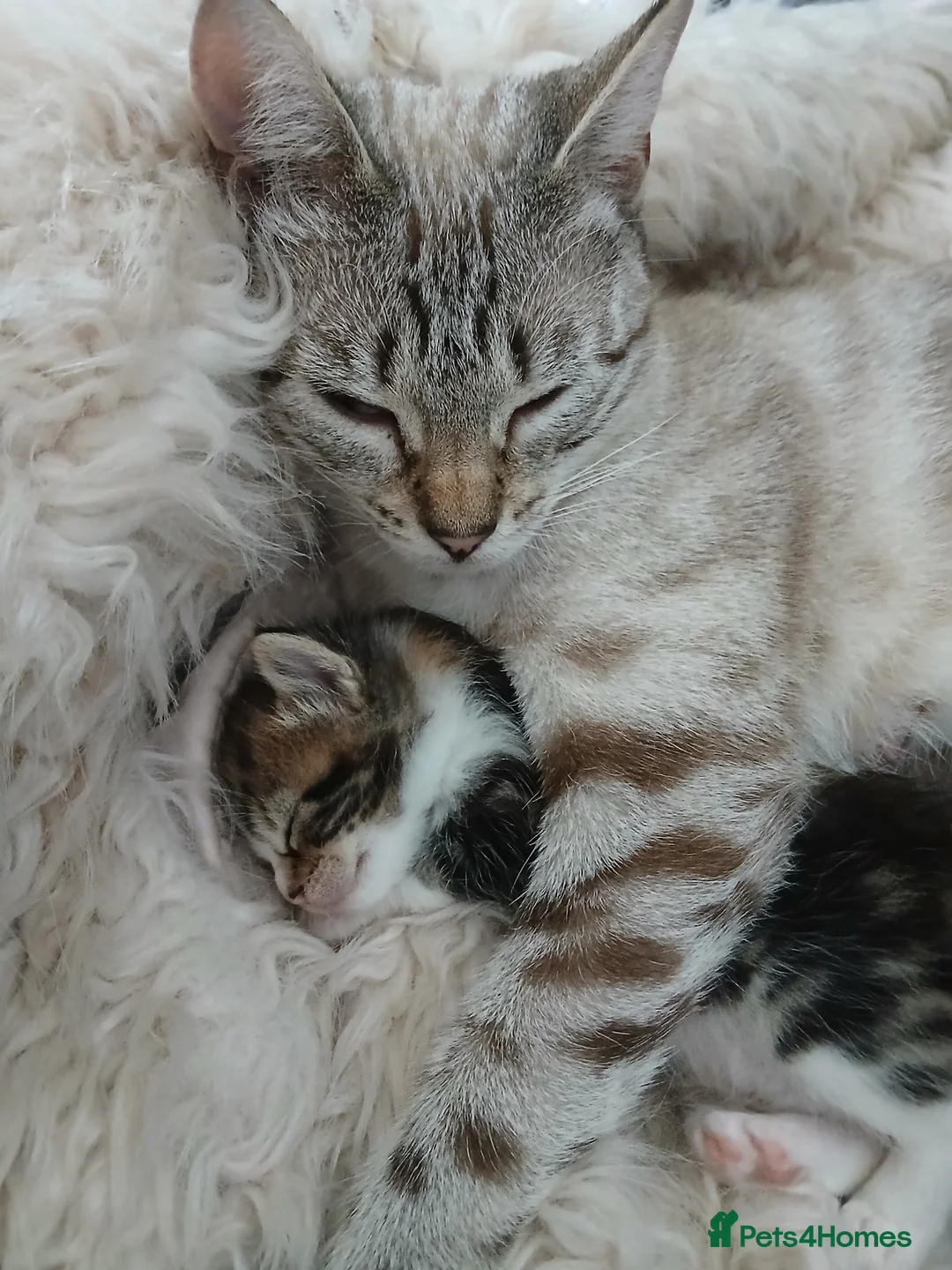Bengal cats for sale: 8 1/2 week old Snow Lynx Bengal cross kittens - Advert 5