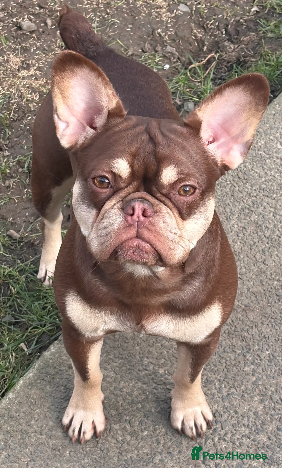 French Bulldog dogs for sale: French bulldog girls  - Advert 7