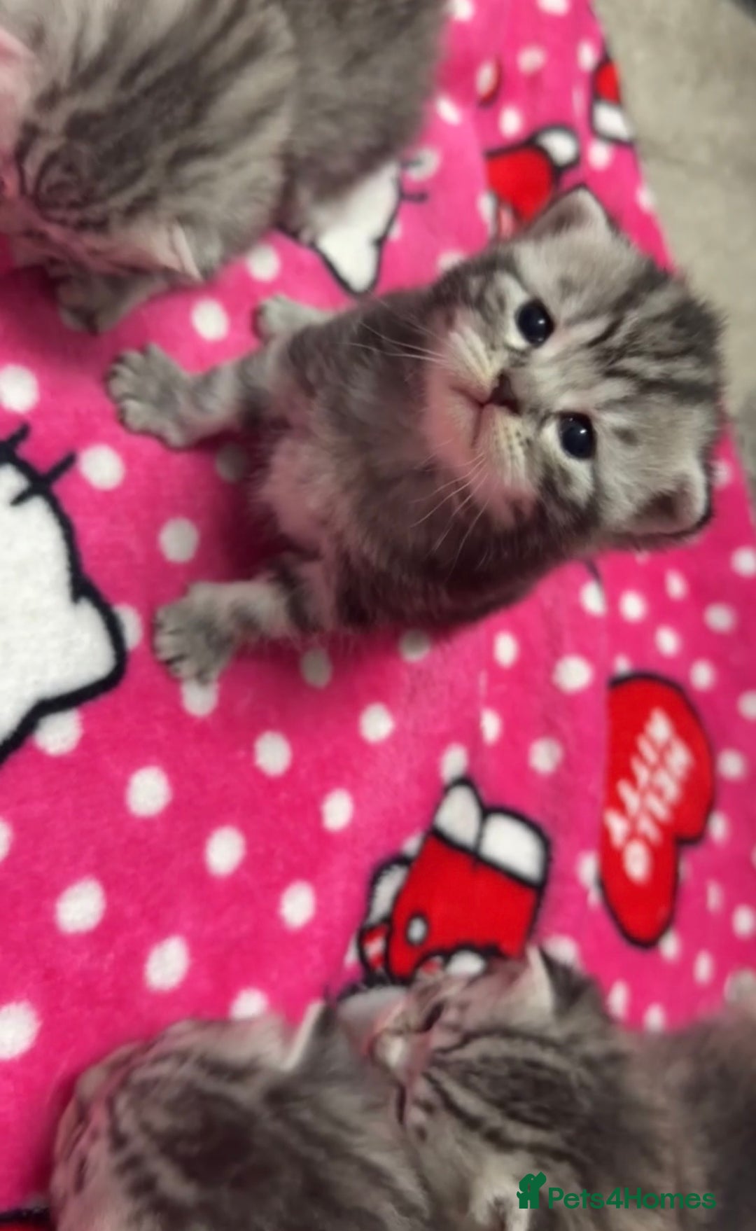 British Shorthair cats for sale: 4 beautiful tabby british shorthair kittens - Advert 19