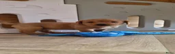 Labrador Retriever dogs for sale: 1 BEAUTIFUL FOX RED KC GIRL, HEALTH TESTED PARENTS - Advert 12