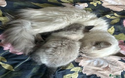 Ragdoll cats for sale: Last boy available  - Image 4