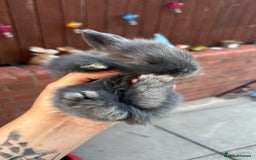 Mini Lion Lop rabbits for sale: Mini lion lops  - Image 21