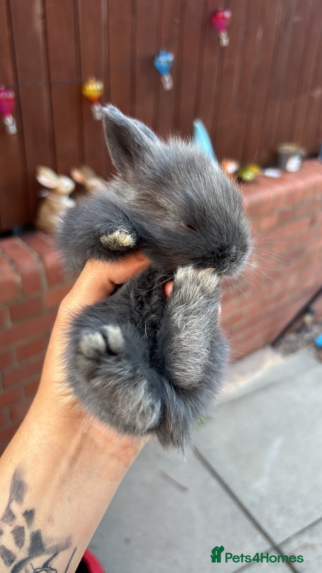 Mini Lion Lop rabbits for sale: Mini lion lops  - Image 21