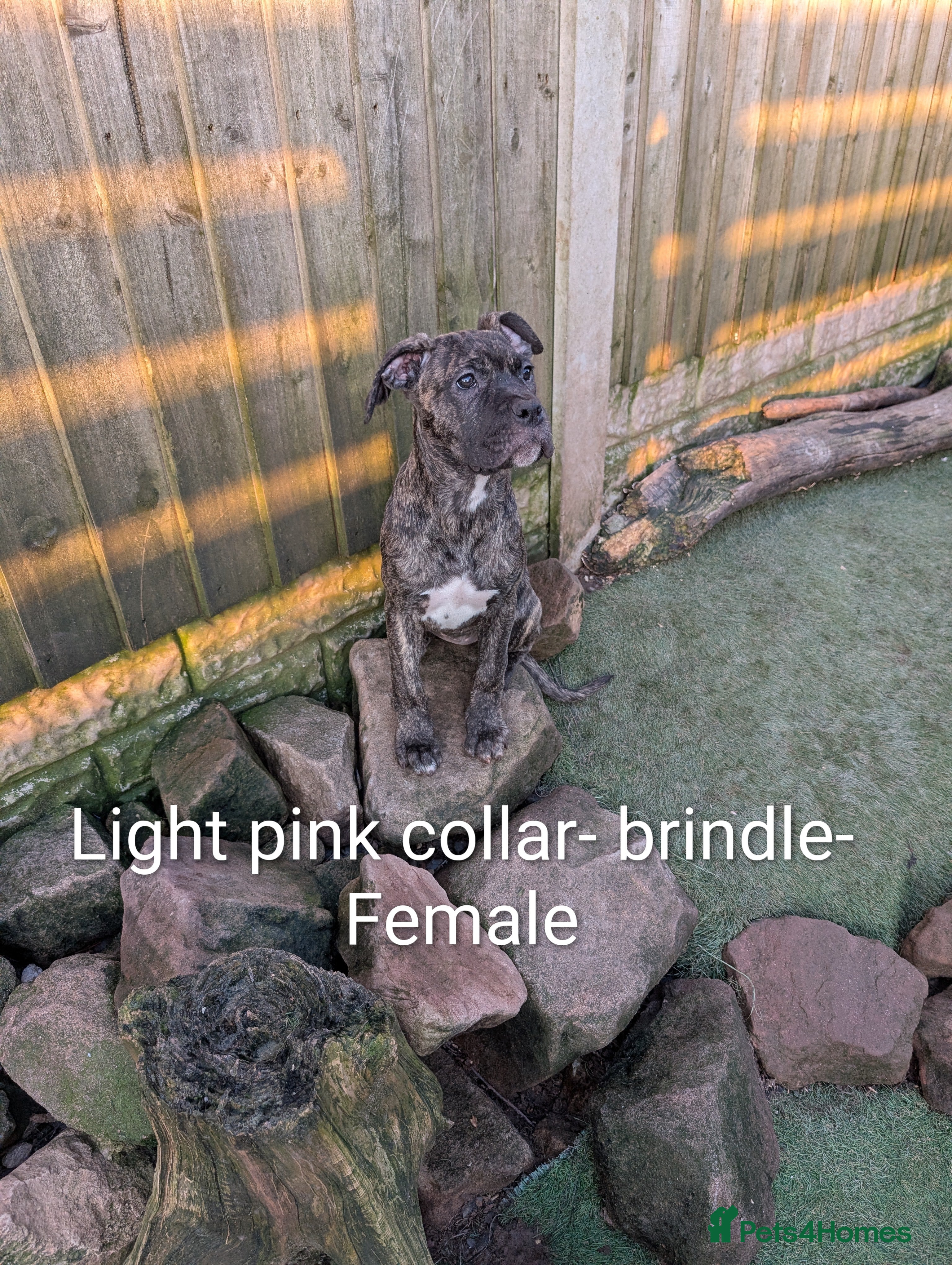 Cane Corso dogs Female cane corso puppies  - Advert 4