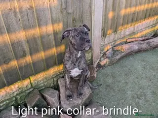 Cane Corso dogs Female cane corso puppies - Advert 4