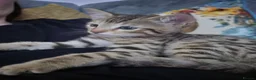 Bengal cats for sale: Male bengal kitten  - Advert 3