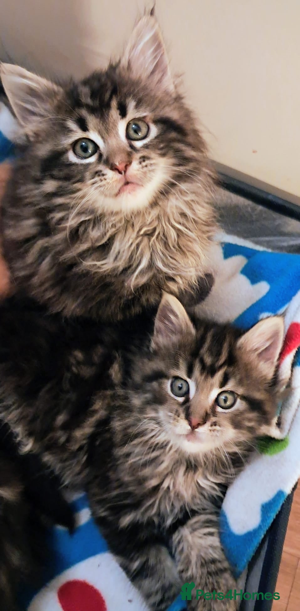 Mixed Breed cats Maine Coon cross Norwegian kittens  - Advert 14