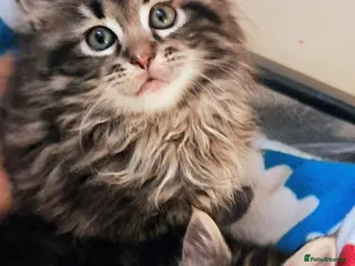 Mixed Breed cats Maine Coon cross Norwegian kittens - Advert 14