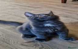 Maine Coon cats for sale: 🌟Ready now🌟 3 large Maine coons active available - Image 27