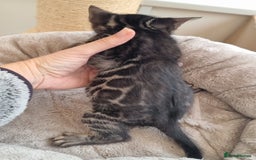 Bengal cats for sale: TICA Registered Bengal Kittens–Ready Nov 2025 🐾 - Image 35