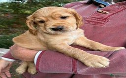 Cocker Spaniel dogs for sale: 3 Working Cocker boy puppies for sale - Image 7
