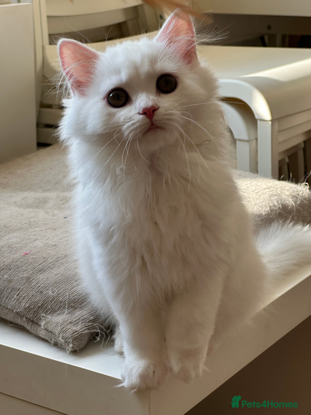 British Shorthair cats for sale: Gorgeous British Longhair & Shorthair Kittens - Advert 7