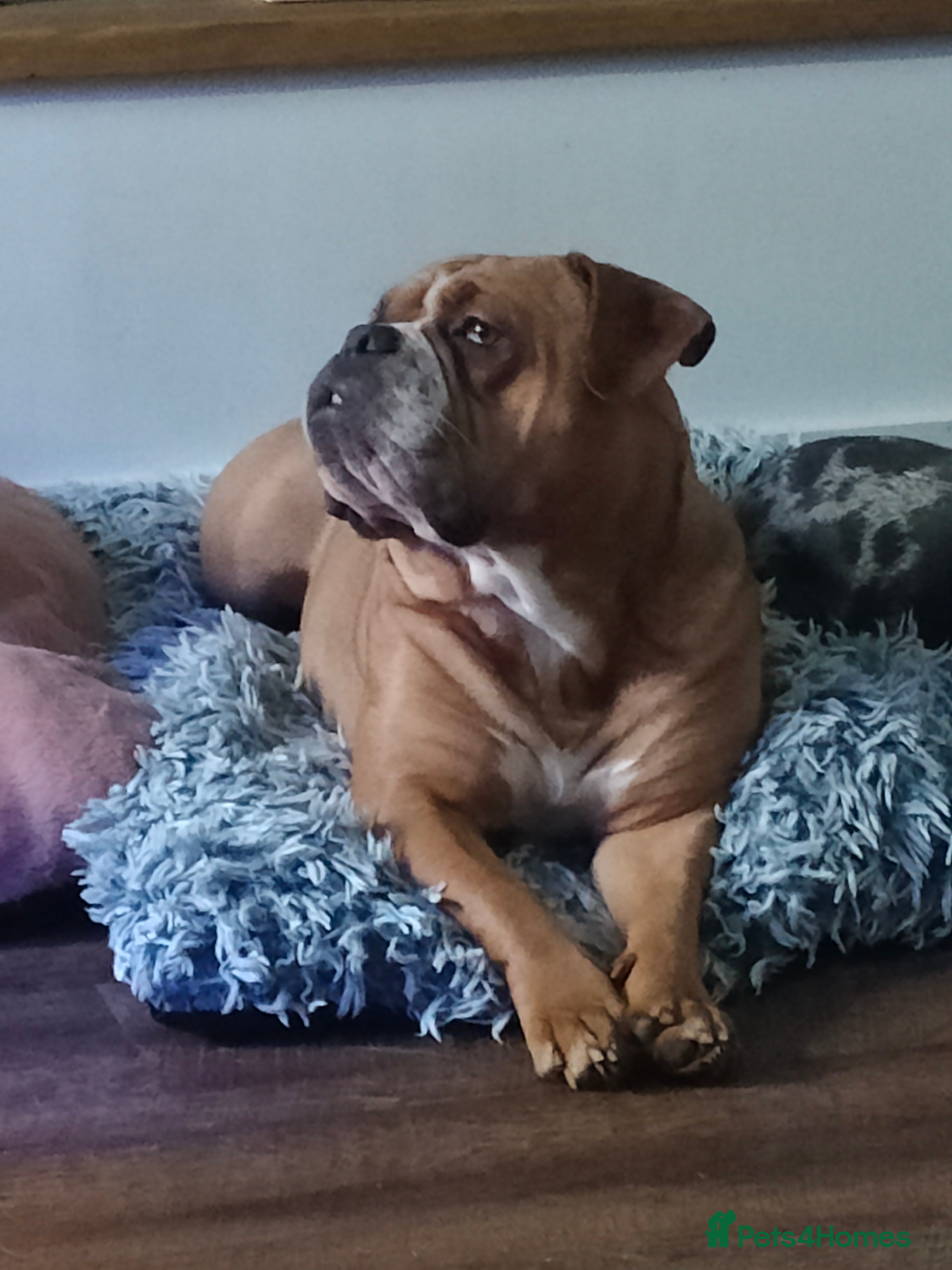 Mixed Breed dogs Rehoming needed - Advert 1