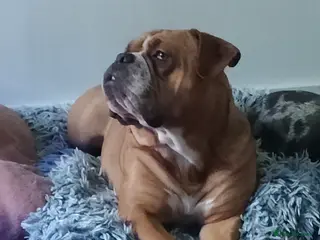 Mixed Breed dogs Rehoming needed - Advert 1