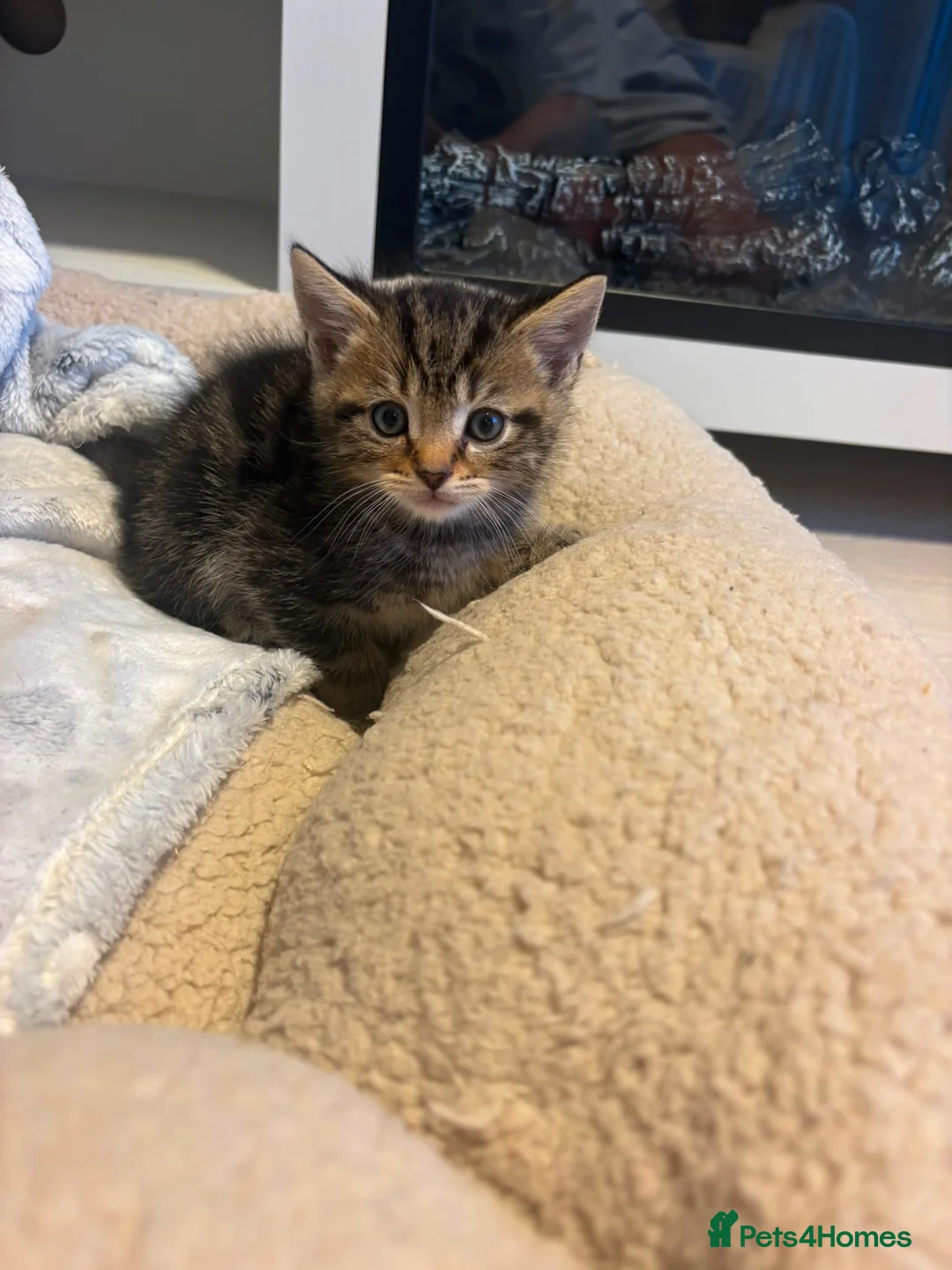 British Shorthair cats for sale: British shorthair kitten  in Horley - Advert 6