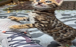 Bengal cats for sale: ✨ Bengal Kittens Looking for Loving Homes ✨ - Image 8