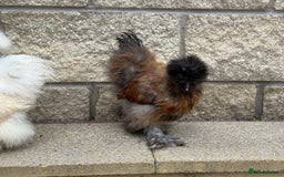 Chickens poultry for sale: Silkie Bantams - Image 2