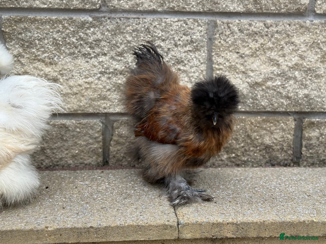 Chickens poultry for sale: Silkie Bantams - Image 2